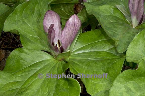 trillium chloropetalum 4 graphic